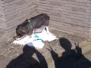 こぶたはなこさん