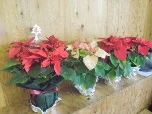 ポインセチア