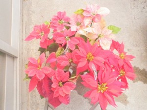 集合ポインセチア